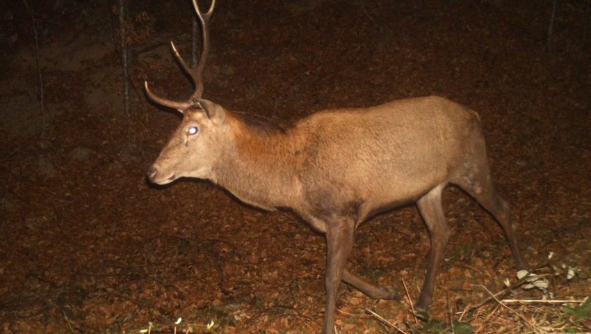  Aussergewöhnlich: Ein Hirsch, der erst eine der zwei Geweihstangen abgeworfen hat.