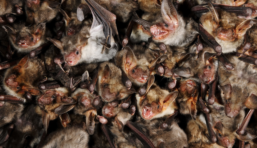 In der Gamser Kirche lebt eine Mischkolonie der beiden Fledermausarten Grosses Mausohr und Kleines Mausohr.