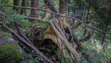 Faszinierende Waldvielfalt an Formen und Strukturen