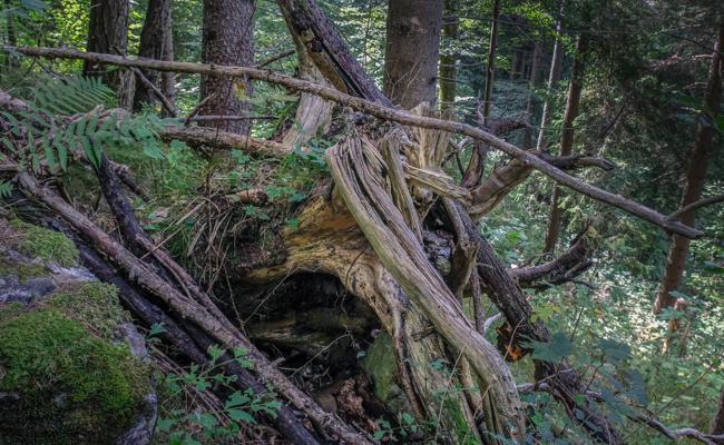 Faszinierende Waldvielfalt an Formen und Strukturen
