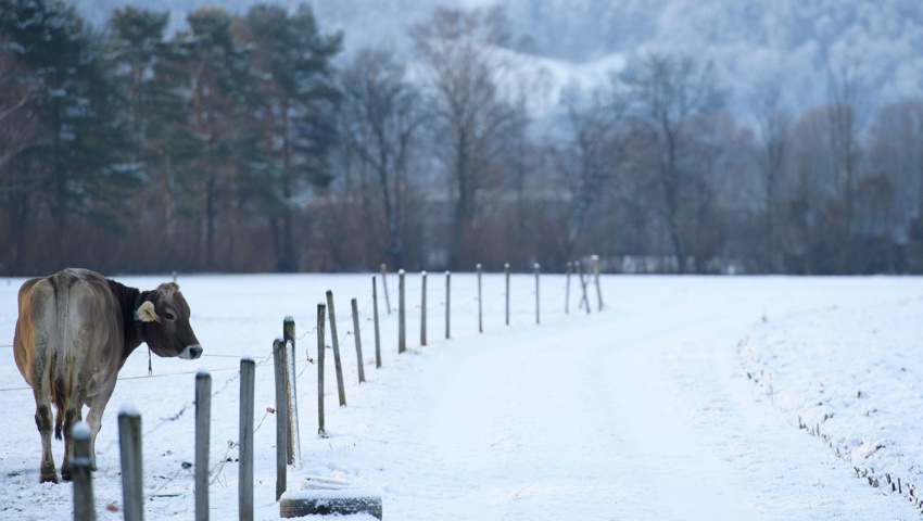«Bei minus 10 Grad fühlen sich die Tiere noch pudelwohl», sagt der Toggenburger Landwirt Hansruedi Thoma «Bei minus 10 Grad fühlen sich die Tiere noch pudelwohl», sagt der Toggenburger Landwirt Hansruedi Thoma