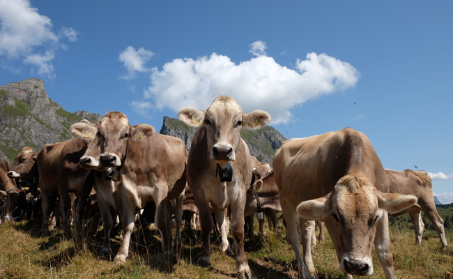Die Ortsgemeinde verkaufte ihren Anteil an der Alp Valtüsch