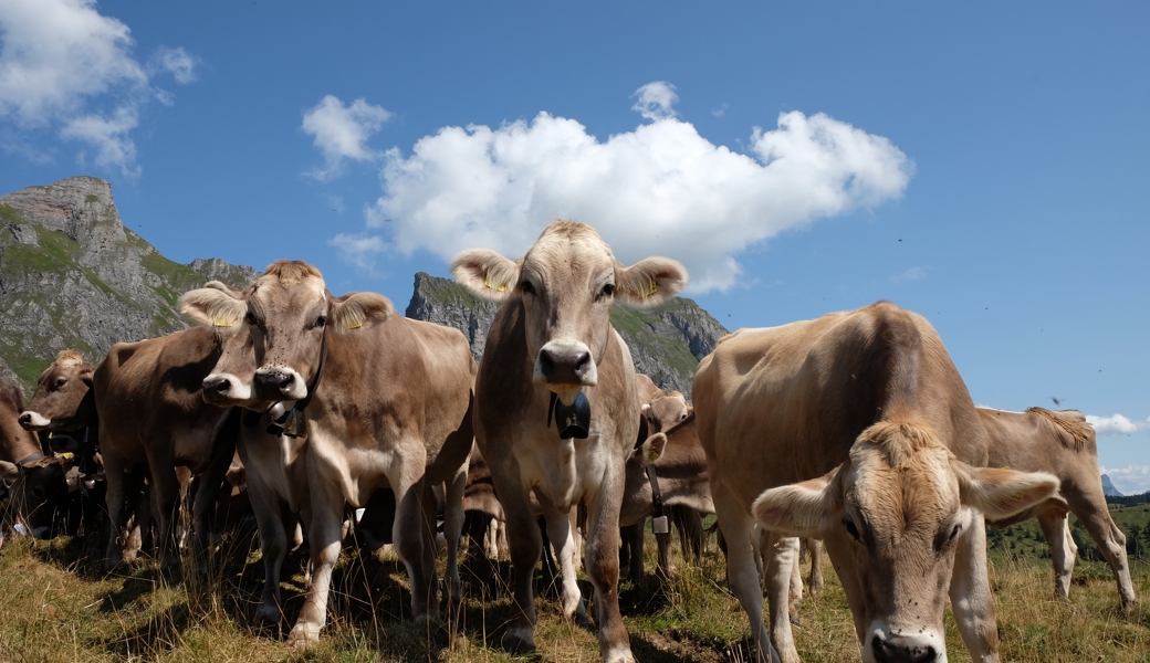 Die Ortsgemeinde verkaufte ihren Anteil an der Alp Valtüsch