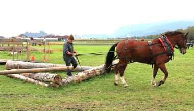 Geschicklichkeit von Mensch und Pferd: 80 Prozent des Holzrückens ist Physik