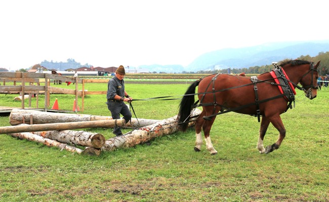 Geschicklichkeit von Mensch und Pferd: 80 Prozent des Holzrückens ist Physik