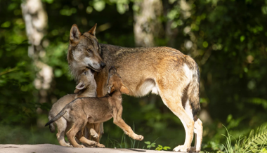 «Thema, das Reaktionen bis zu Morddrohungen hervorrufen kann»: Amtsleiter Simon Meier über den Wolf, Abschüsse und Anfeindungen