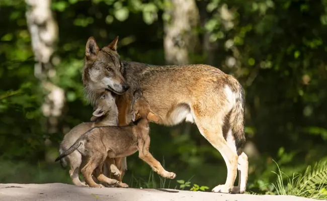 «Thema, das Reaktionen bis zu Morddrohungen hervorrufen kann»: Amtsleiter Simon Meier über den Wolf, Abschüsse und Anfeindungen