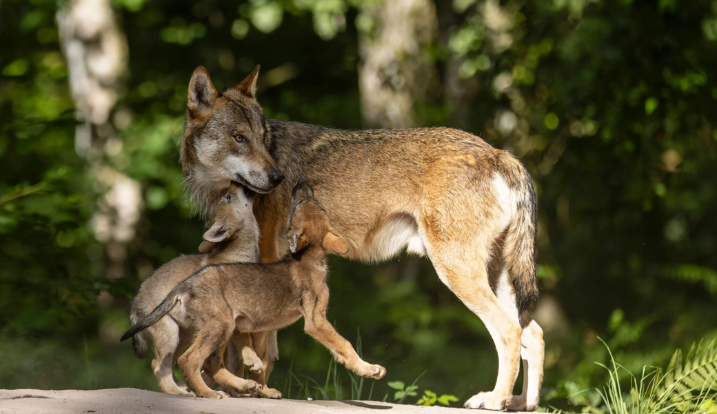 «Thema, das Reaktionen bis zu Morddrohungen hervorrufen kann»: Amtsleiter Simon Meier über den Wolf, Abschüsse und Anfeindungen