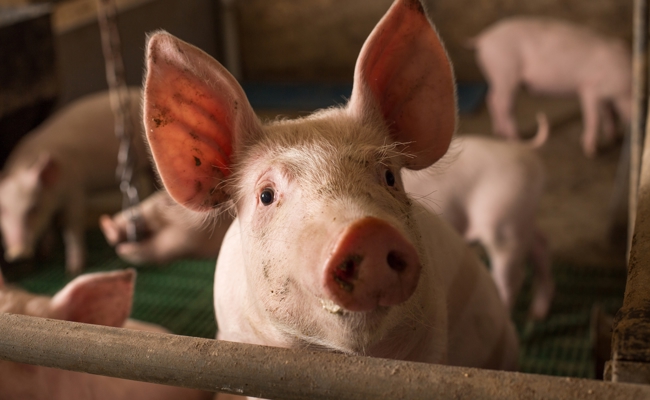 Zu viele Schweine im Stall gehalten und damit Abgaben in Millionenhöhe geprellt