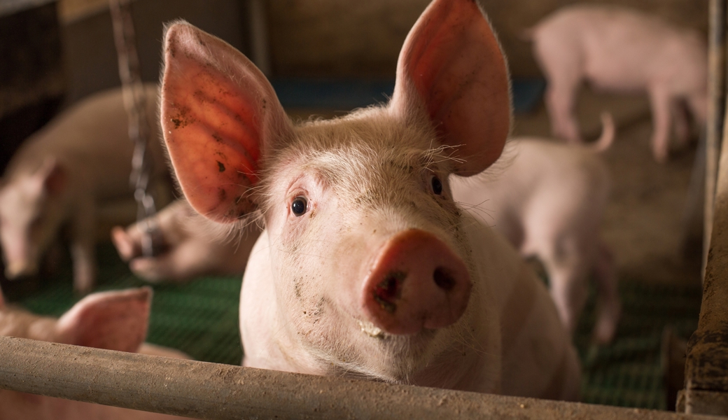 Im Juli 2020 schlug ein Landwirt aus dem Toggenburg ein Schwein mit einer Eisenstange zu Tode.