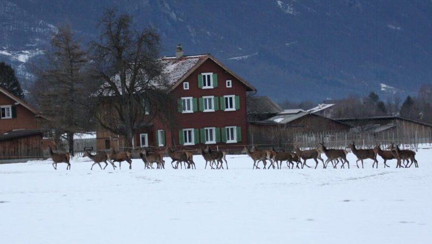  In der Umgebung von Gams wurden schon Rudel mit bis zu 60 Tieren gesehen. 