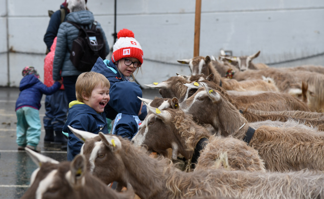Über 300 Ziegen: Bunte Vielfalt auf dem Marktplatz