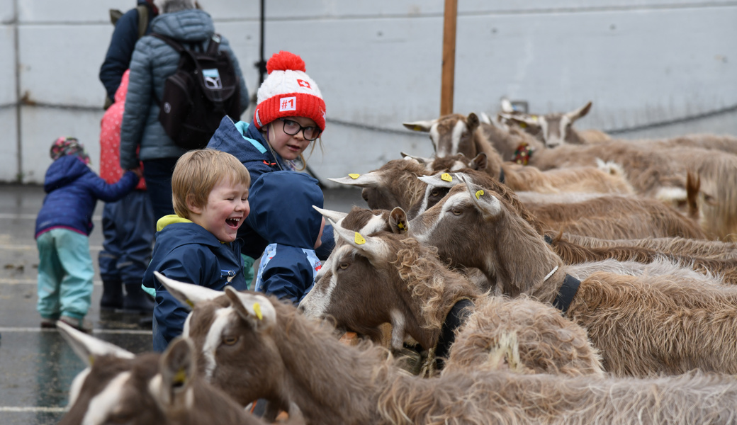Über 300 Ziegen: Bunte Vielfalt auf dem Marktplatz