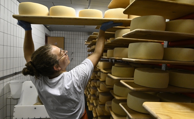 Malschüeler Alp-Ziegenkäse gewinnt vier- plus einmal Gold