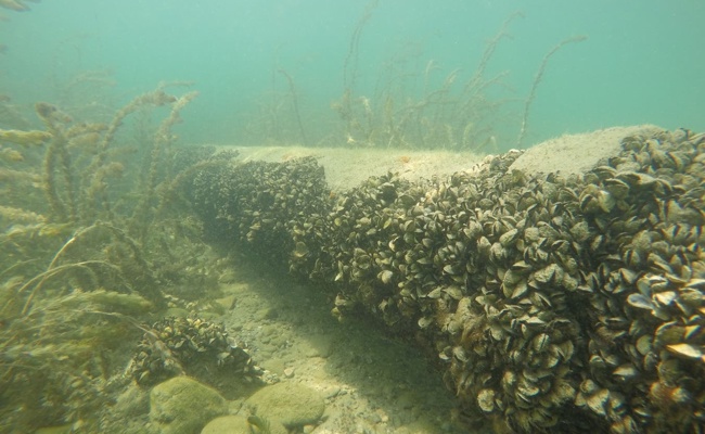 Wegen Quaggamuschel: Schiffe einwassern am Walensee vorläufig untersagt – Kanton führt Reinigungspflicht ein
