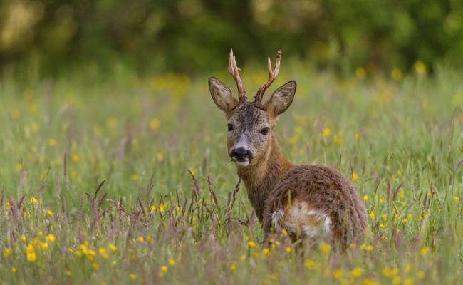 «Luchse regulieren die Rehdichte mit» – die Jagd ist trotzdem wichtig