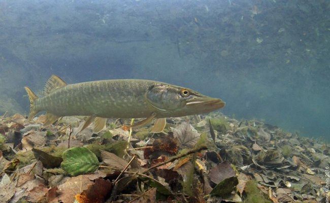 Fisch des Jahres 2023: Der Hecht ist ein eleganter und erfolgreicher Räuber im Werdenberg