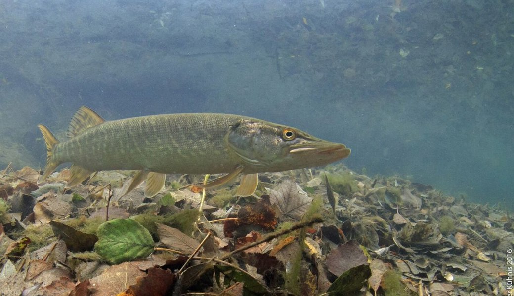  Ein Hecht: Den Fisch des Jahres 2023 gibt es auch im Werdenberg. 