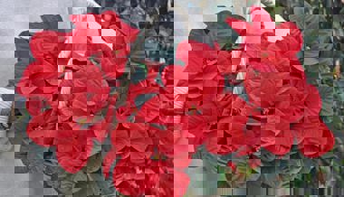 Gartentipp: Der Weihnachtsstern leuchtet in einem kräftigem Farbton