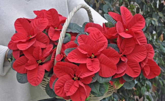 Gartentipp: Der Weihnachtsstern leuchtet in einem kräftigem Farbton