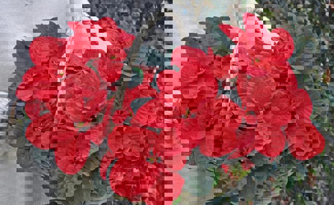 Gartentipp: Der Weihnachtsstern leuchtet in einem kräftigem Farbton