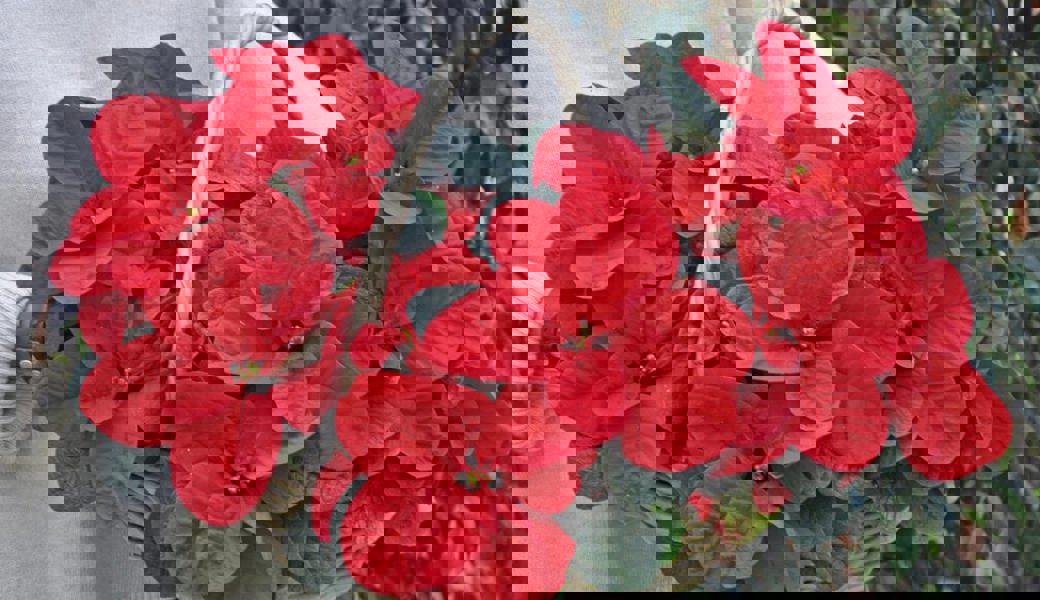  Alle paar Jahre gibt es bei den Weihnachtssternen neue Sorten wie diese noch selten im Handel anzutreffenden «Mäuseöhrchen». 