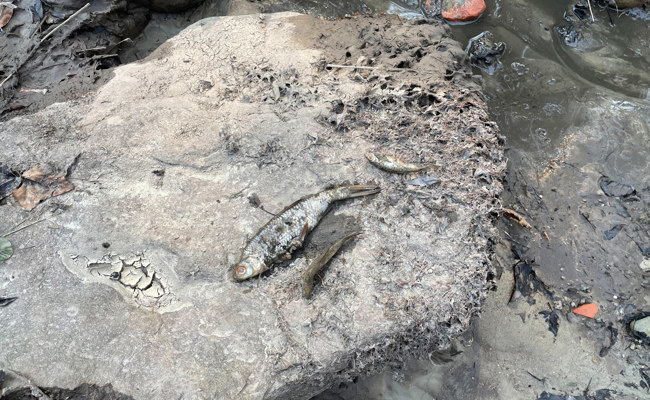 Tränen der Erleichterung bei Kybun-Gründer Karl Müller: Tod von 10'000 Fischen ist nicht seine Schuld