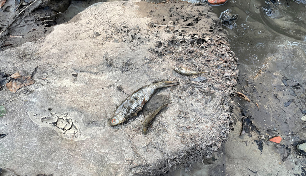 Viel Schlamm und tote Fische: Der Weiher in Esserswil lief im Frühling des letzten Jahres aus.