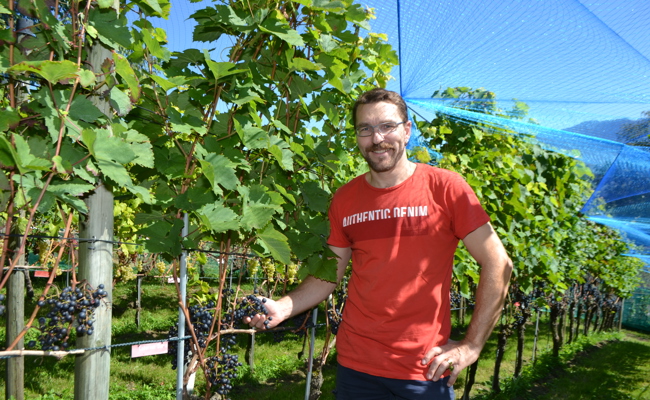 Rebpatenfest im Staatswingert: Wie alte Rebsorten dank Engagement erblühen