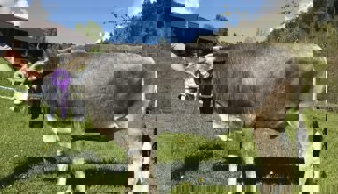 Züchter von Grauvieh aus dem W&O-Gebiet erzielten an der Expo Spitzenresultate