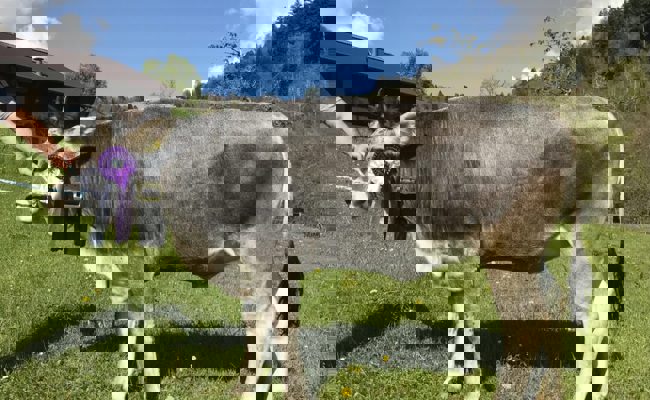 Züchter von Grauvieh aus dem W&O-Gebiet erzielten an der Expo Spitzenresultate