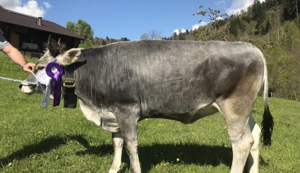  Trista von Besitzer Heinz Gantenbein, Grabserberg, wurde in Zug zur Vize-Miss Rind gewählt. 