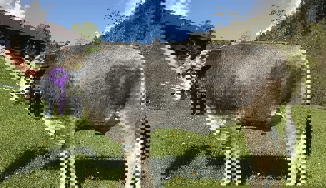  Trista von Besitzer Heinz Gantenbein, Grabserberg, wurde in Zug zur Vize-Miss Rind gewählt. 