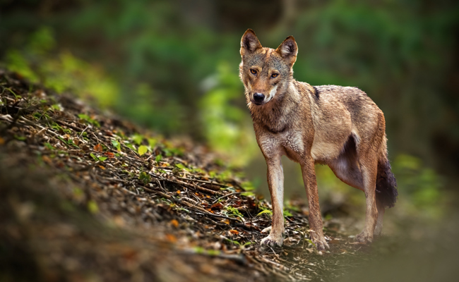 Den Schutzhunden zum Trotz: Fünf Schafe auf Alp Säss gerissen