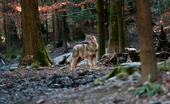 Ein Sarganserländer will den Wolf mit einem Filmprojekt ins richtige Licht rücken