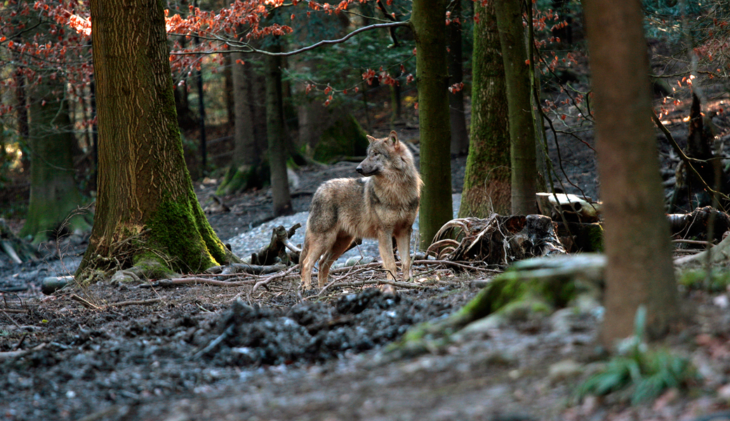  Bild eines Wolfs in einem Tierpark. 