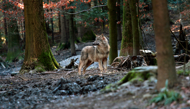 Ein Sarganserländer will den Wolf mit einem Filmprojekt ins richtige Licht rücken