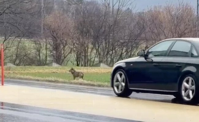 Wolf entlang der Kantonsstrasse unterwegs