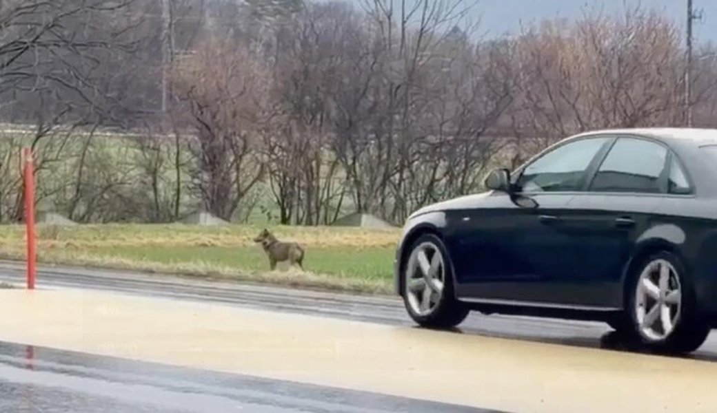 Wolf entlang der Kantonsstrasse unterwegs