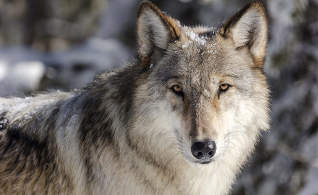 Kantonsrat stellt eine Anfrage an die Regierung bezüglich des Umganges mit dem Wolf
