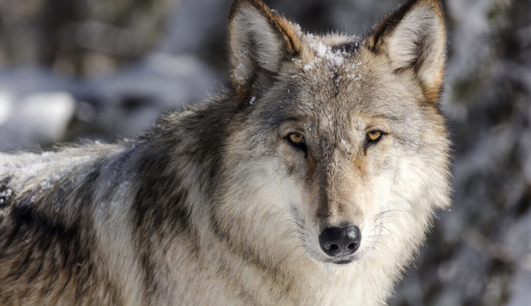  Der Wolf ist jetzt auch im Toggenburg angekommen. 