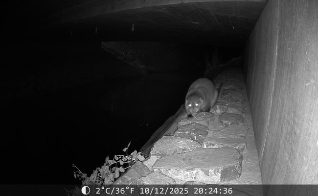 Fischotter: Die Rückkehr der einst ausgestorbenen Art schreitet zügig voran