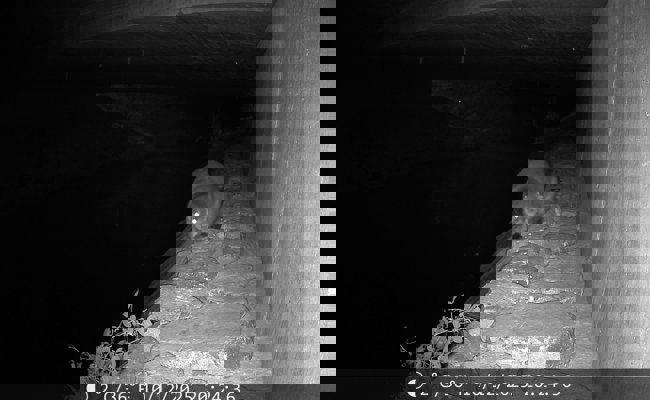 Fischotter: Die Rückkehr der einst ausgestorbenen Art schreitet zügig voran