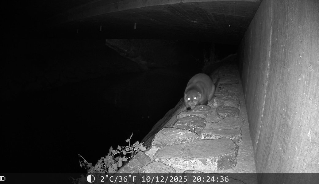 Dieser Fischotter ist in Sevelen im Dezember 2025 in eine Fotofalle getappt. 