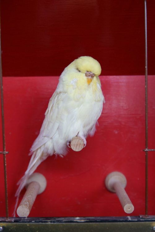 Letztes Ziel erreicht: Die Zucht eines Albinos zählte Ruosch zu seinen letzten Aufgaben. Letztes Ziel erreicht: Die Zucht eines Albinos zählte Ruosch zu seinen letzten Aufgaben.