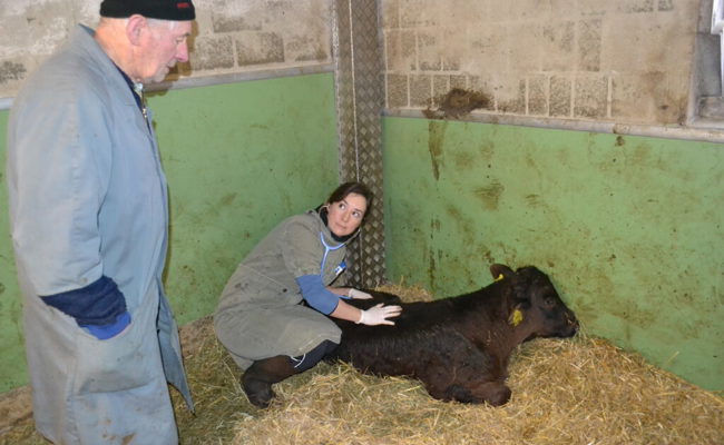 Die Kleidung ist voller Blut und Schmutz - trotzdem heisst es: «Tierärztin sein, ist eine Erfüllung»