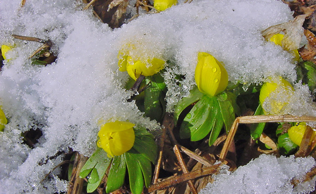 Gartentipp: Pflanzen, die im Winter blühen