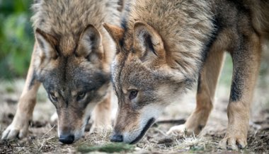 «Wir wollen scheue Wölfe, die die Herdenschutzmassnahmen akzeptieren»: Wölfe reissen deutlich weniger Nutztiere