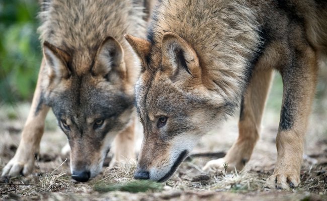 «Wir wollen scheue Wölfe, die die Herdenschutzmassnahmen akzeptieren»: Wölfe reissen deutlich weniger Nutztiere