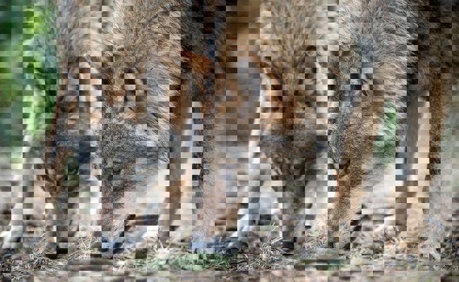 «Wir wollen scheue Wölfe, die die Herdenschutzmassnahmen akzeptieren»: Wölfe reissen deutlich weniger Nutztiere